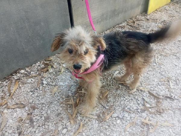 STELLA PICCOLA CAGNOLINA Foto 2